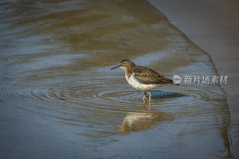 斑点矶鹞，(Actitis macularius)， Playero Manchado或Andarrios Maculado, Chevalier grivel<e:1>。